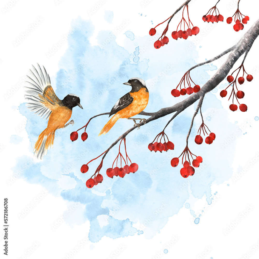 Flying and sitting redstart birds. Hawthorn branchlet. Birds clipart. Hand-drawn watercolor illustration