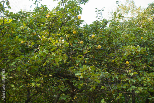 Completely ripe fruits in the leafage of quince tree in october photo