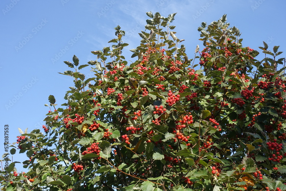 Bright blue sky and crown of Sorbus aria with numerous red berries in mid October