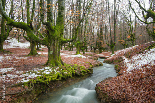 Hayedo nevado, Bosque de Otzarreta en el Parque Natural del Gorbea en Bizkaia Euskadi España. Se trata de un bosque de hayas trasmochas. photo