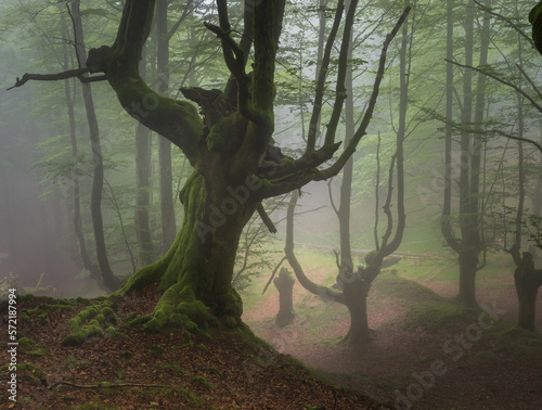 Hayedo, Bosque de Belaustegui en el Parque Natural del Gorbea en Bizkaia Euskadi España. Se trata de un bosque de hayas trasmochas.