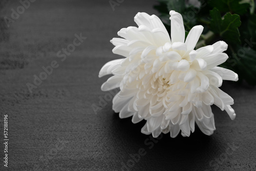 Fotografie, Obraz white chrysanthemum