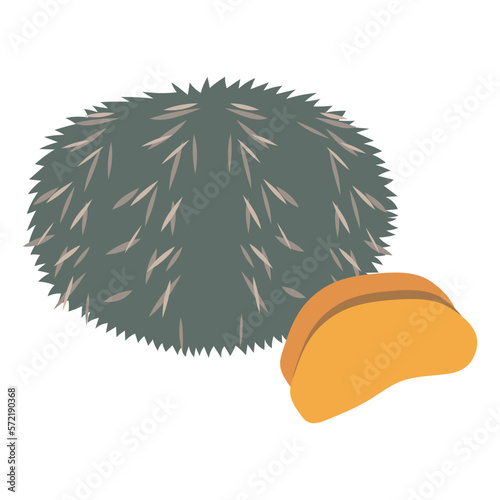 バフンウニのフラットなベクターイラスト
Horse dung sea urchin. Flat designed vector illustration.
