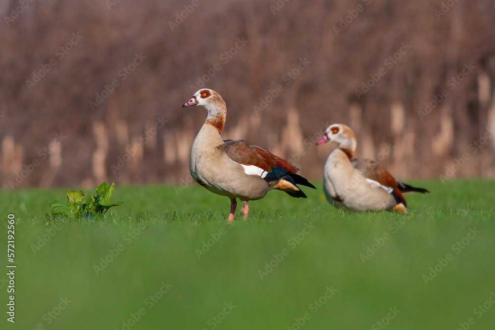 Obraz premium large bird on the grass, Egyptian Goose, Alopochen aegyptiaca 