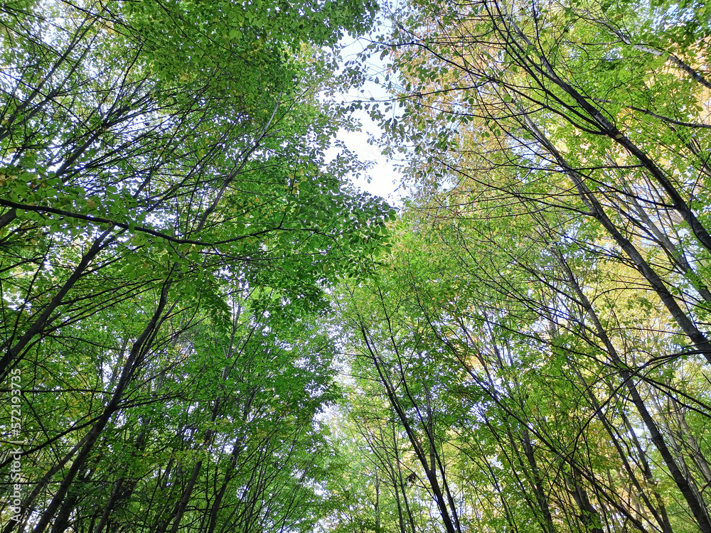 Fototapeta premium Spring green leaves in the forest on top of the trees