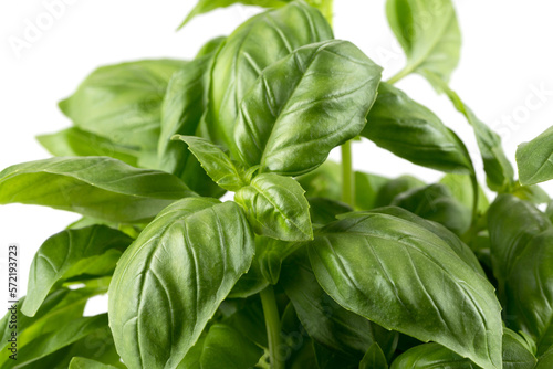 Fresh green leaf basil