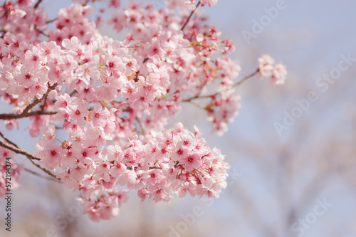 春 満開の桜