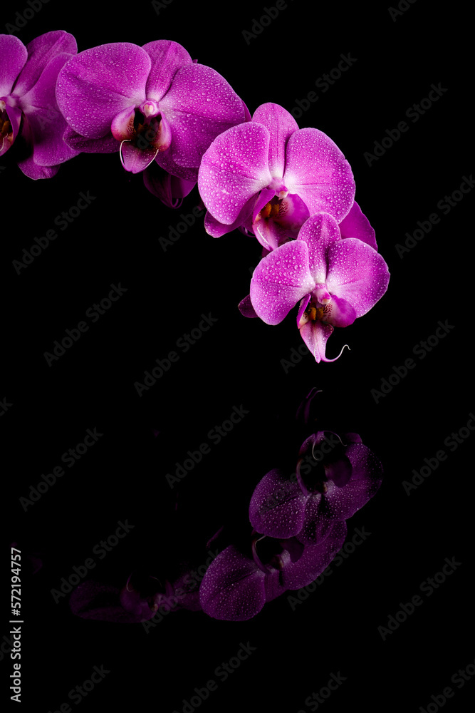 Naklejka premium orchid pink flower with water drops