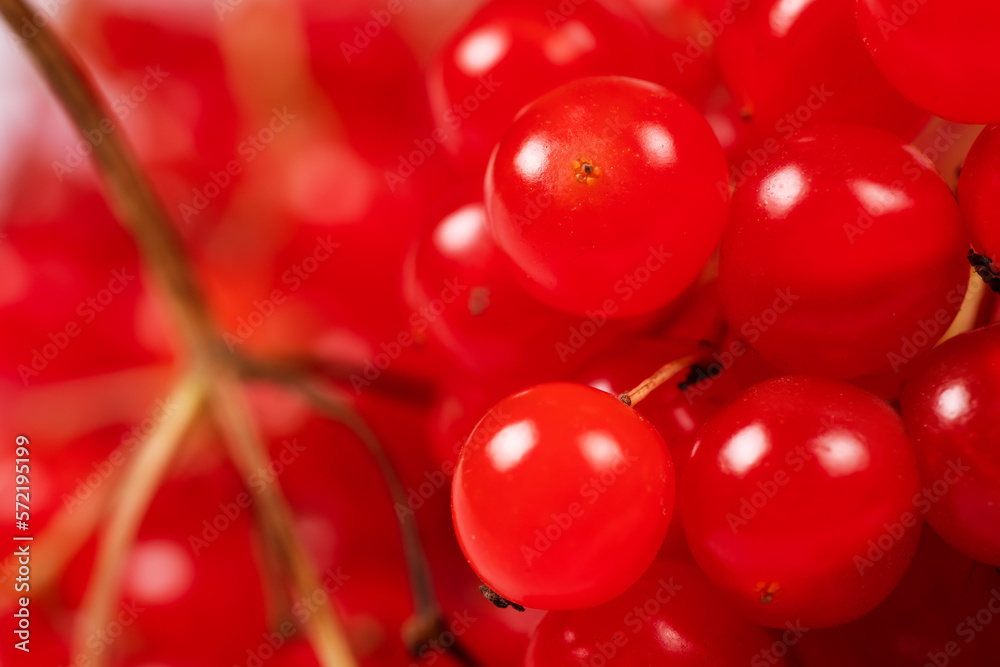 Red viburnum close up. Guelder rose. Beautiful red berries of viburnum on the twigs. Harvest the fruits of viburnum. Red viburnum close up. Guelder rose. Beautiful red berries of viburnum on the twigs. Harvest the fruits of viburnum.