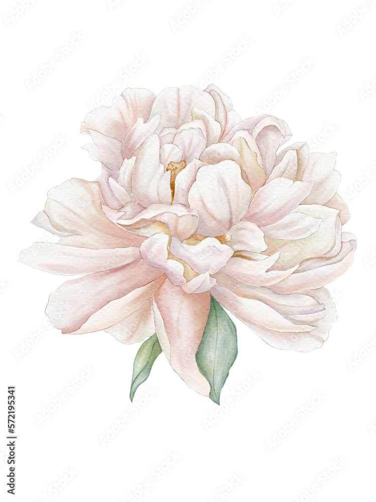 watercolor peony. For design fabric, poster or card. Peony flower, green leaves.Wedding concept-flowers.Composition for the design of a greeting card or invitation