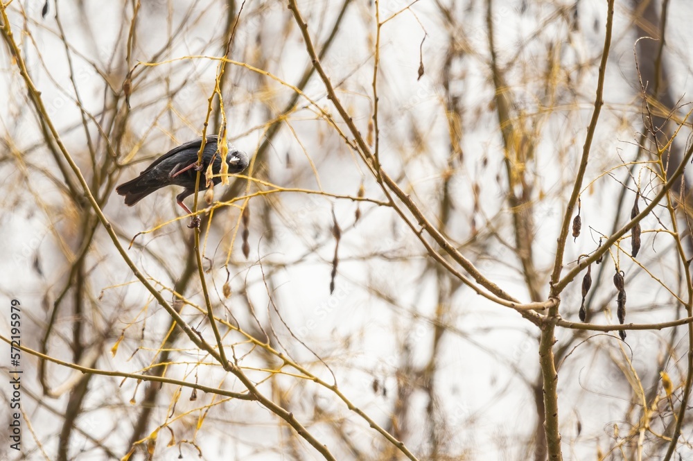 Common starling (Sturnus vulgaris) also known as European starling or common starling perched on a tree branch trying to feed on its fruits Common starling (Sturnus vulgaris) also known as European starling or common starling perched on a tree branch trying to feed on its fruits