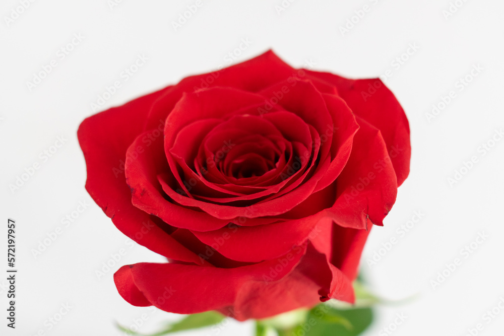red rose isolated on white red rose isolated on white
