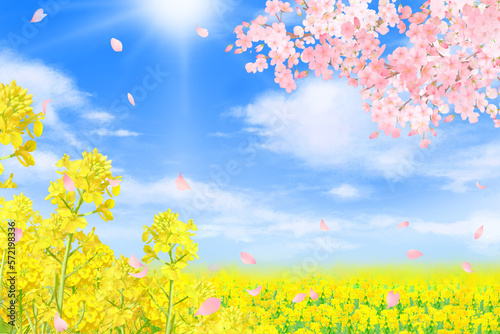 Fototapeta Naklejka Na Ścianę i Meble -  菜の花と太陽＿青空に美しく華やかな花びら舞い散る春の桜フレーム背景素材