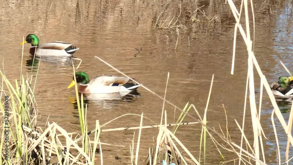 Male and female mallard duck swimming on a pond