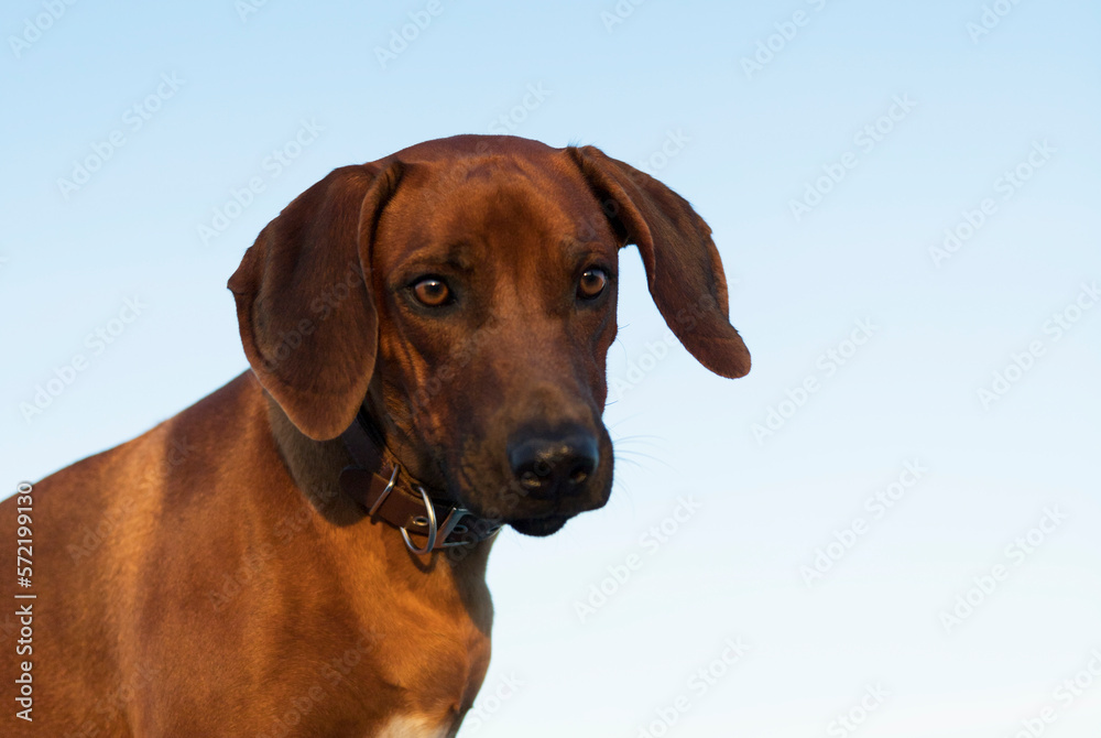 Portrait eines jungen Rhodesian Ridgeback Hundes Portrait eines jungen Rhodesian Ridgeback Hundes