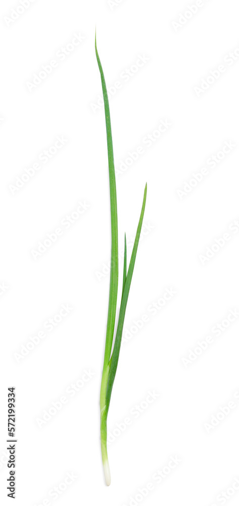 Fresh green spring onion isolated on white, top view Fresh green spring onion isolated on white, top view