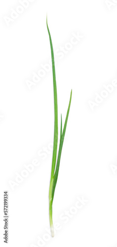 Fresh green spring onion isolated on white, top view