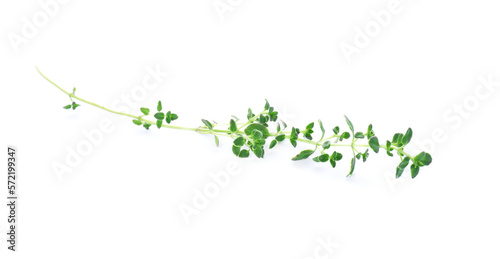 Aromatic green thyme sprig isolated on white. Fresh herb