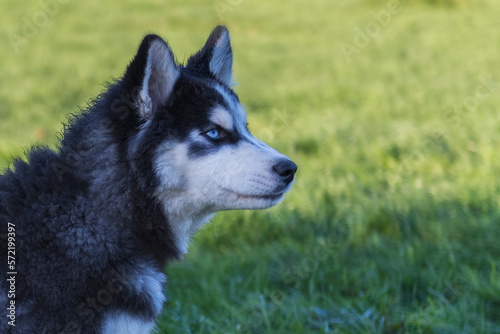 Portr  t eines jungen Siberian Husky im Profil