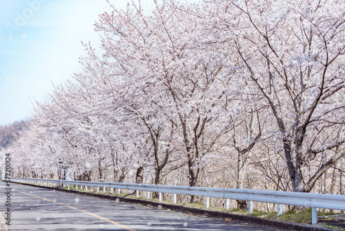 春イメージ 桜並木道