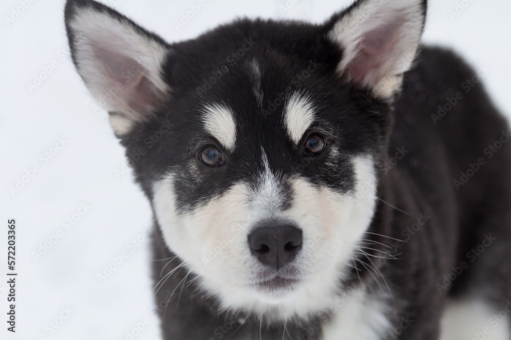 Portrait of a Siberian Husky puppy.Close-up