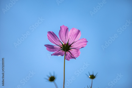 Close up,cosmos flowers in the meadow isolated on blue background. Cosmos flowers with green stem are blooming on blue sky. Beautiful colorful cosmos blooming in the field. copy space, space for text.