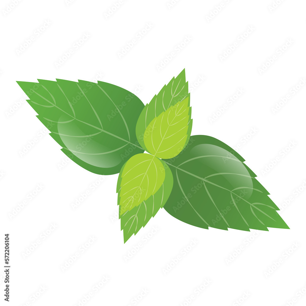Obraz premium Mint leaf. peppermint green leaves