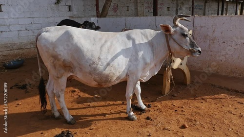 A cow with big horns is tied up in a barn at a cow shelter or goshala photo