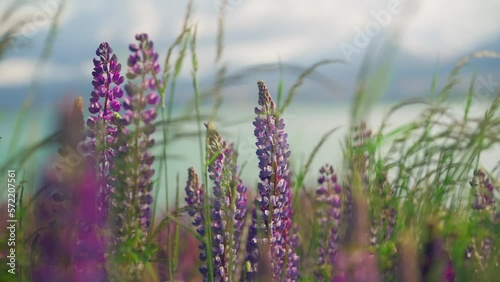 Stunning purple Lupine flowers moving by gentle mountain breeze, slowmo