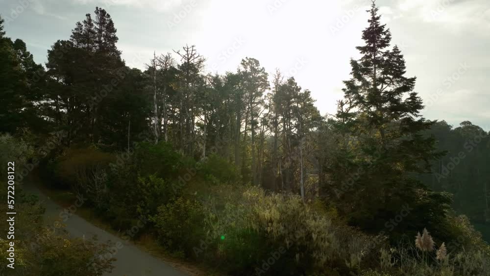 A northern California forest with a bright sunrise. A northern California forest with a bright sunrise.