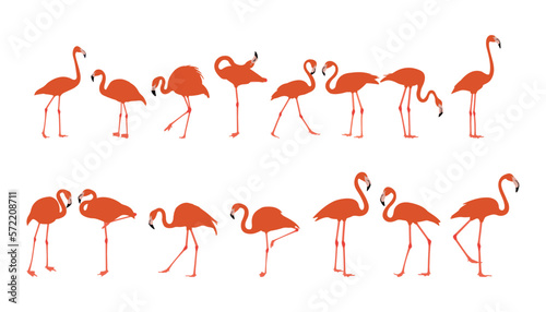 Pink flamingo. Wildlife exotic birds tropical flamingo decent vector realistic poses pictures templates isolated. set of flamingo birds. elegant flamingo birds family. © SIRAPOB