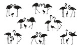 Flamingo silhouette set Isolated vector Elegant flamingo family