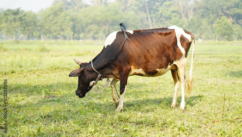 When cows and birds are each other's friends
When cows and birds are each other's friends