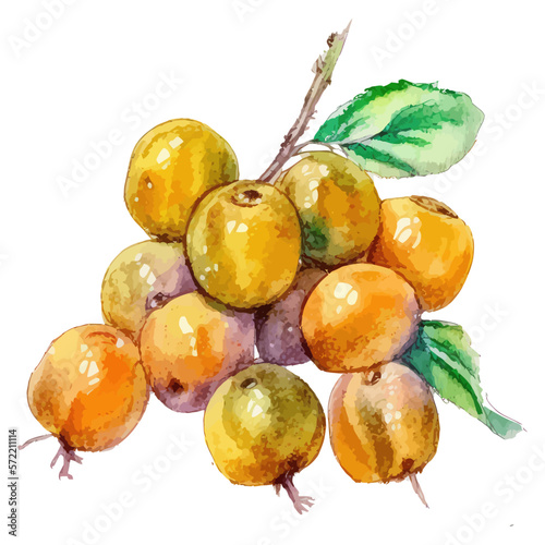 Watercolor mirabelle plums fruit illustration. Hand-drawn illustration isolated on white background in boho style. photo