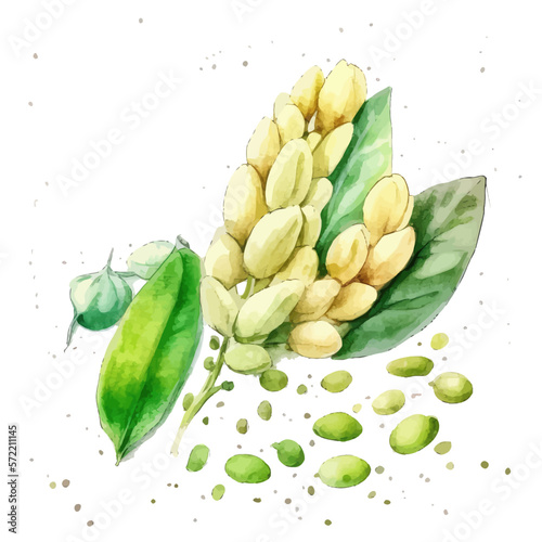 Watercolor soya beans illustration. Hand-drawn illustration isolated on white background in boho style.