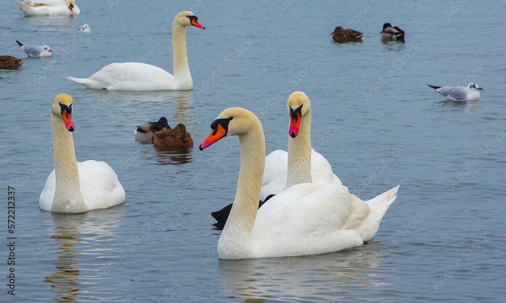 Obraz premium Birds of Europe. Mute swan (Cygnus olor), gulls and ducks - wintering waterfowl in the Black Sea