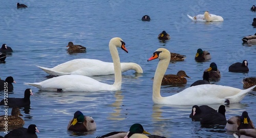 Birds of Europe. Mute swan (Cygnus olor), gulls and ducks - wintering waterfowl in the Black Sea