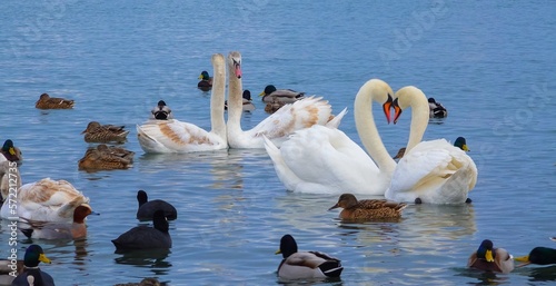 Fototapeta Naklejka Na Ścianę i Meble -  Birds of Europe. Mute swan (Cygnus olor), gulls and ducks - wintering waterfowl in the Black Sea