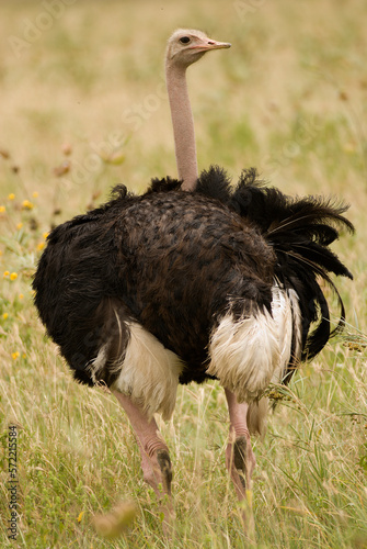 common ostrich (Struthio camelus) on the African sabannah (Safari in Ngorongoro Conservation Area) photo