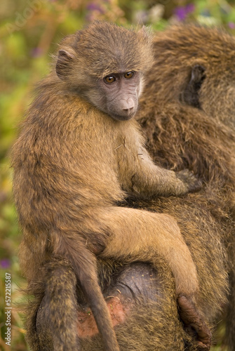 Baboon on the African sabannah (Safari in Ngorongoro Conservation Area)
