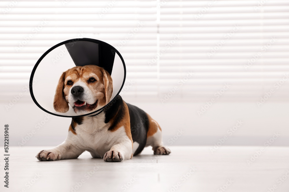 Adorable Beagle dog wearing medical plastic collar on floor indoors, space for text
