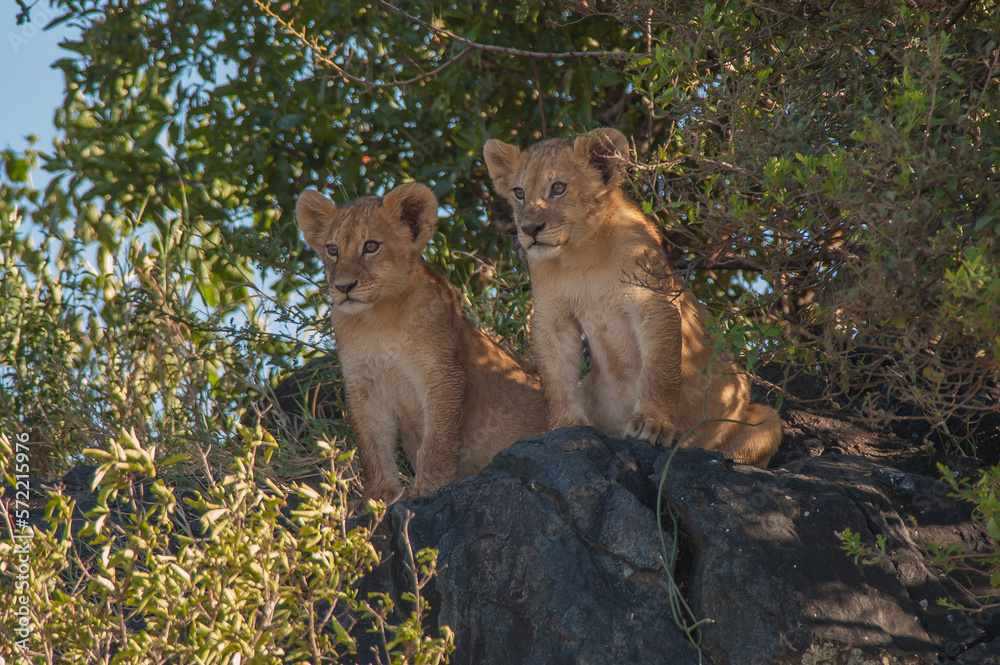Lion cubs (Panthera leo) in Serengeti National Park (African savannah safari) Lion cubs (Panthera leo) in Serengeti National Park (African savannah safari)