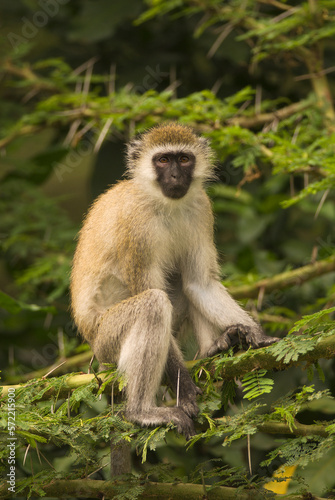 Vervet monkey (Chlorocebus pygerythrus) on the African sabannah (Safari in Lake Manyara National Park)