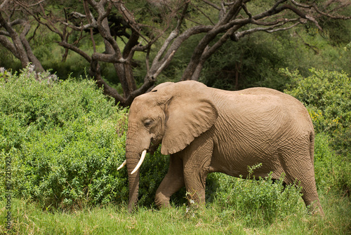 Photography African elephant (Loxodonta) on the African sabannah (Safari in Lake Manyara Nat