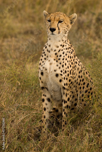 Cheetah (Acinonyx jubatus) on the African sabannah (Safari in Serengeti National Park) © Daniel Jara