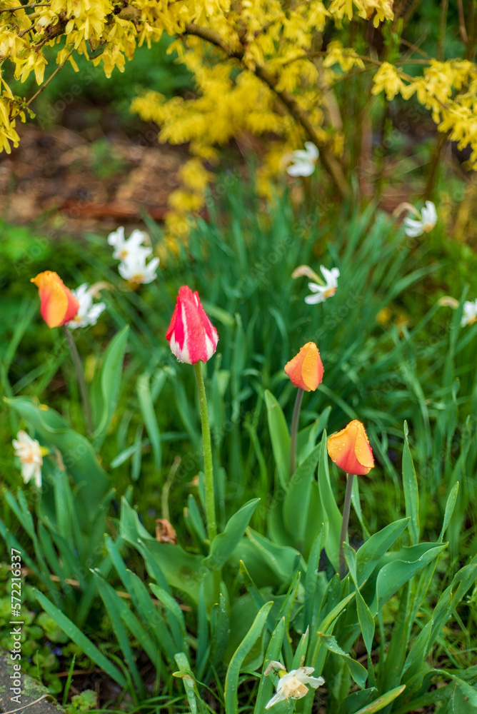 tulips in the spring garden tulips in the spring garden
