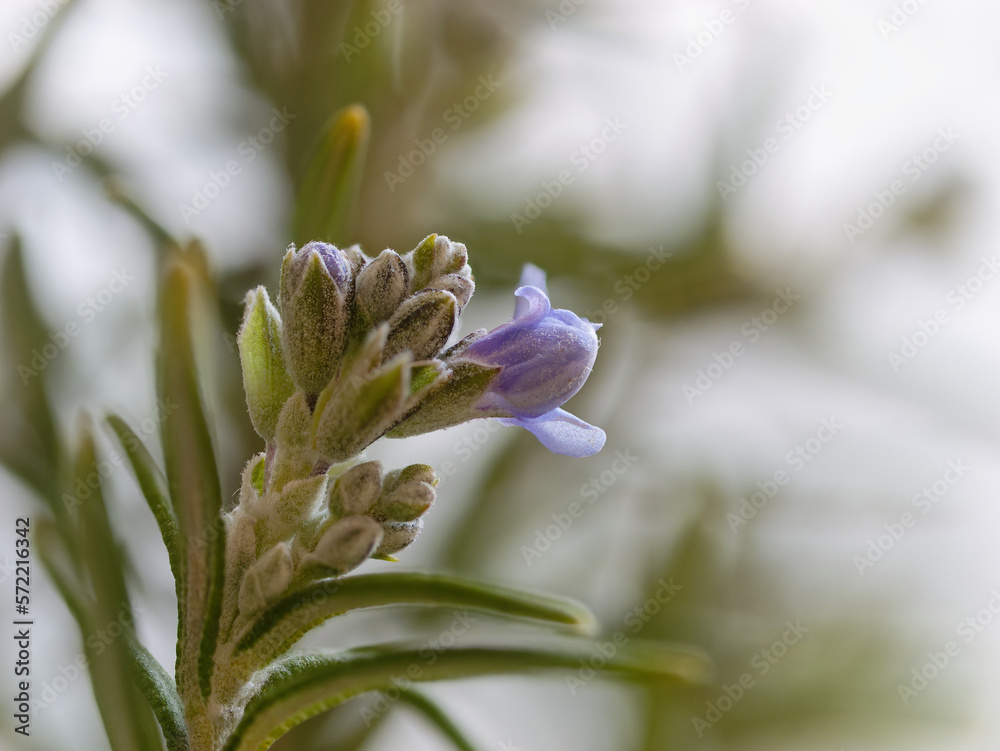 Macro photo of a beautiful purple Rosemary (Salvia rosmarinus) flower Macro photo of a beautiful purple Rosemary (Salvia rosmarinus) flower