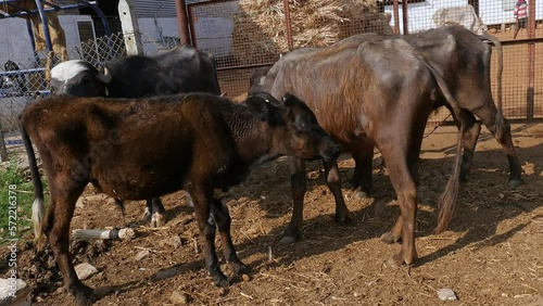 Closeup of a water buffalo or murrah buffalo at a cattle shelter photo