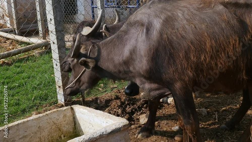Closeup of a water buffalo or murrah buffalo at a cattle shelter photo
