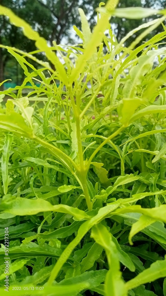 Obraz premium dew on grass